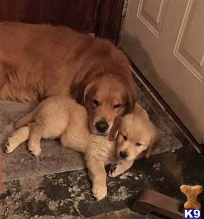 Rivervalleygoldens Picture 2